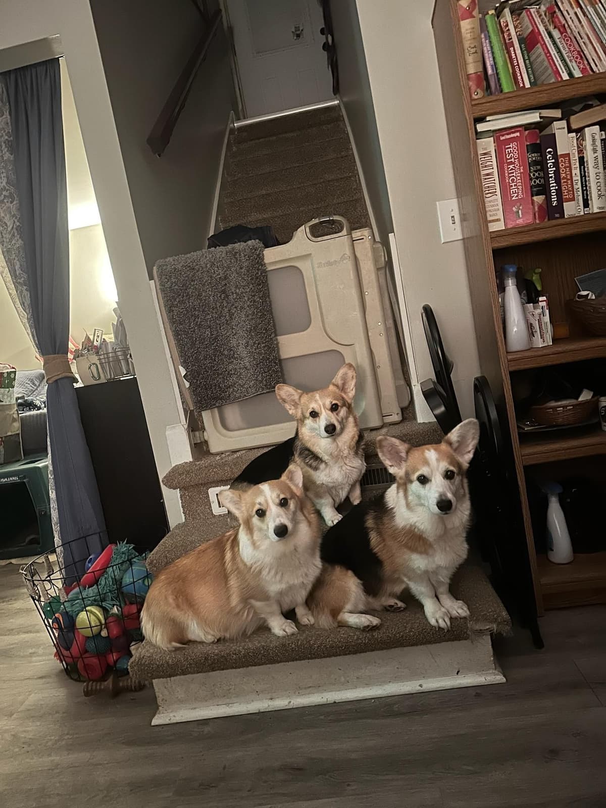 Pembroke Welsh Corgi Puppies breeder image 8