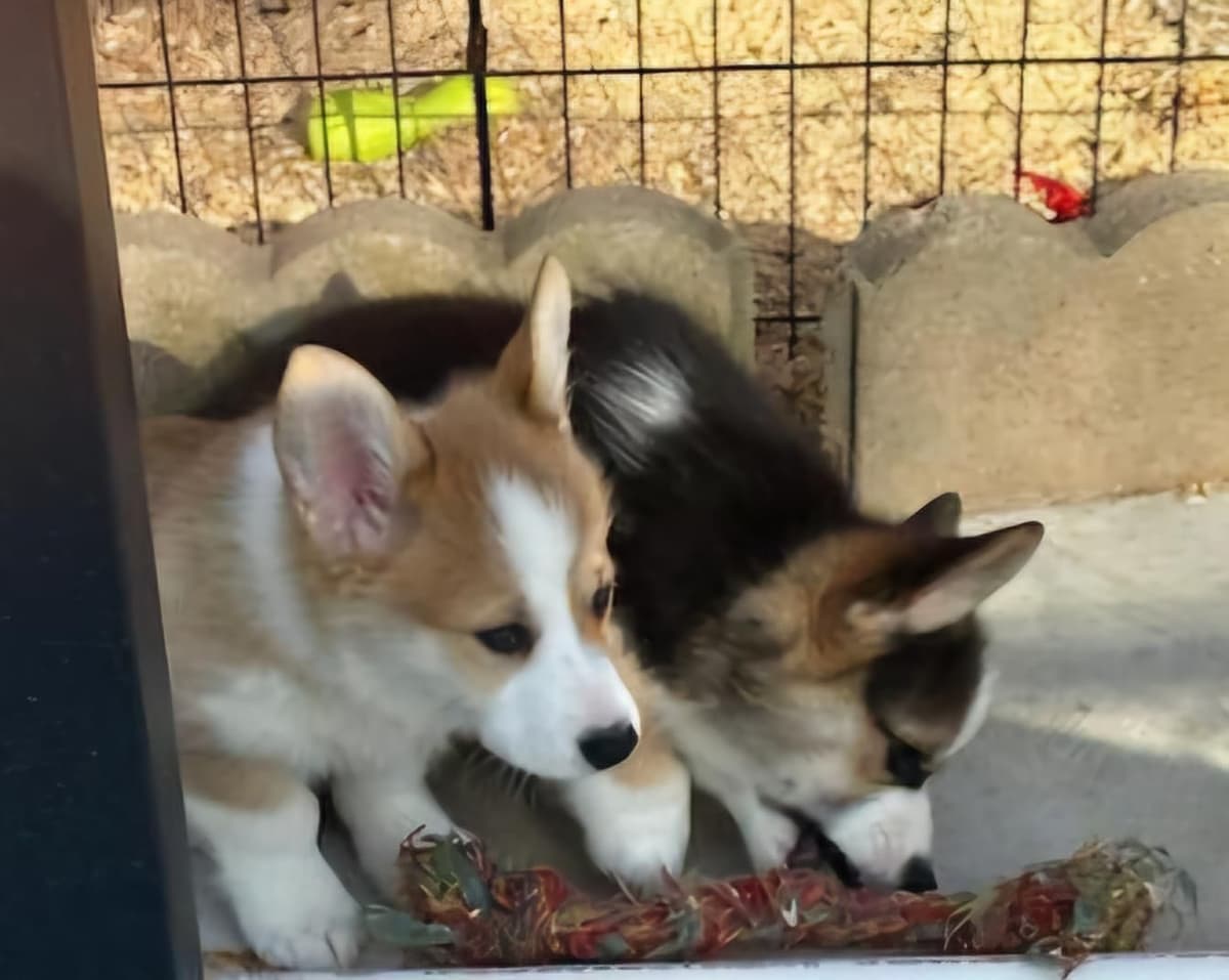 Pembroke Welsh Corgi Puppies breeder image 9