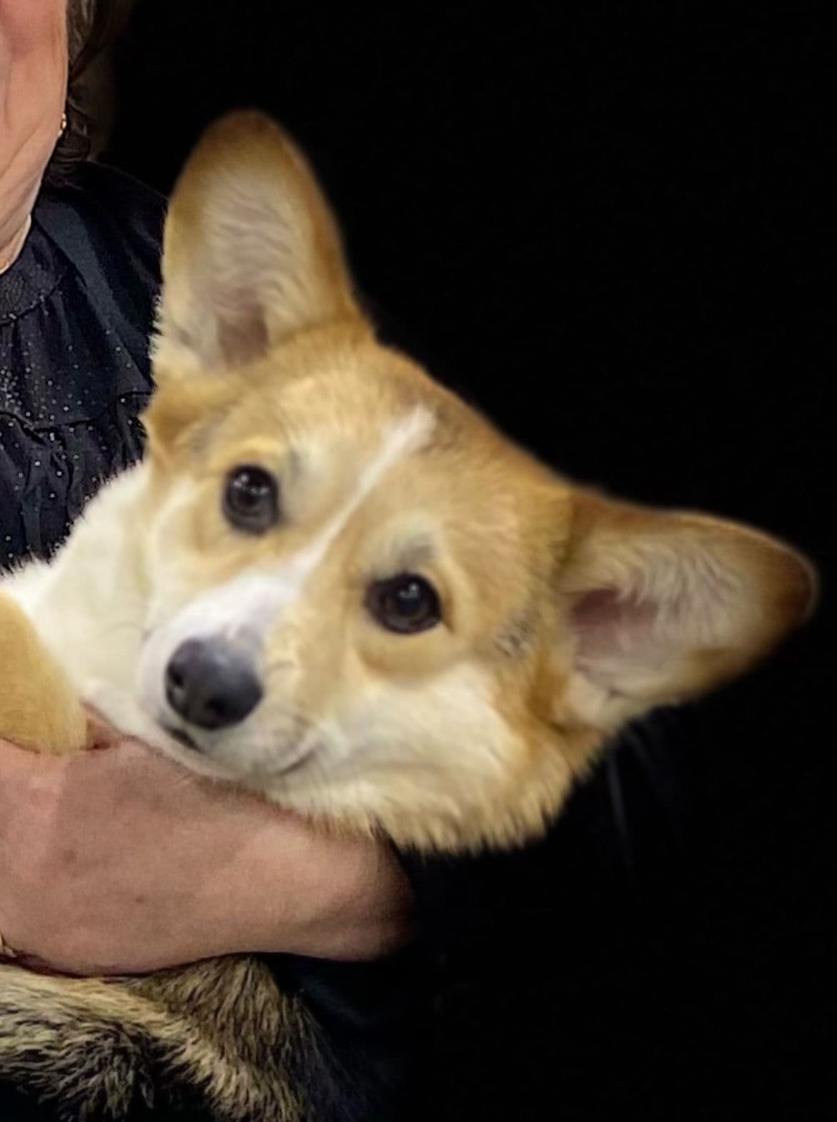 Pembroke Welsh Corgi Puppies breeder image 10