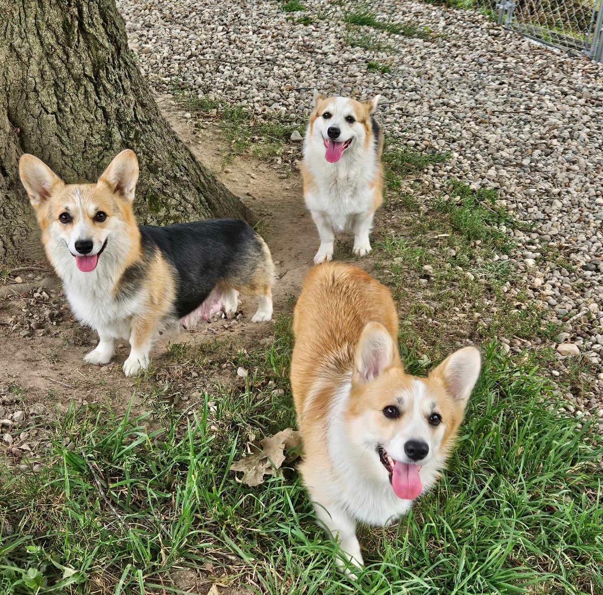 Pembroke Welsh Corgi Puppies breeder image 12