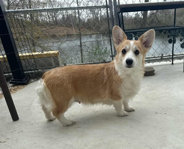 Pembroke Welsh Corgi Puppies media 4