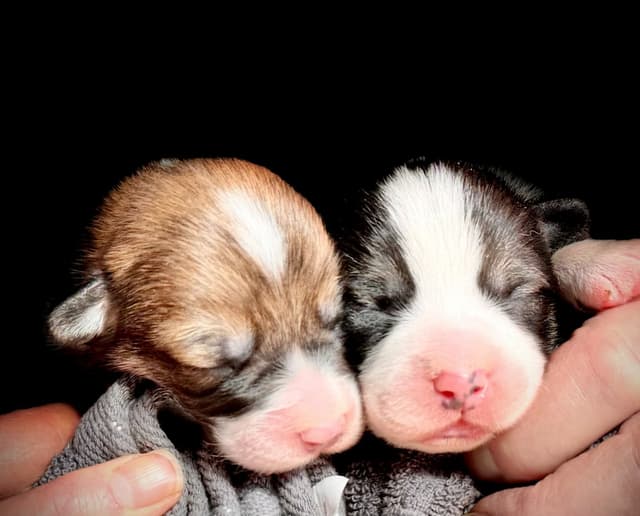 Pembroke Welsh Corgi Puppies media 6