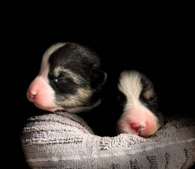 Pembroke Welsh Corgi Puppies media 7