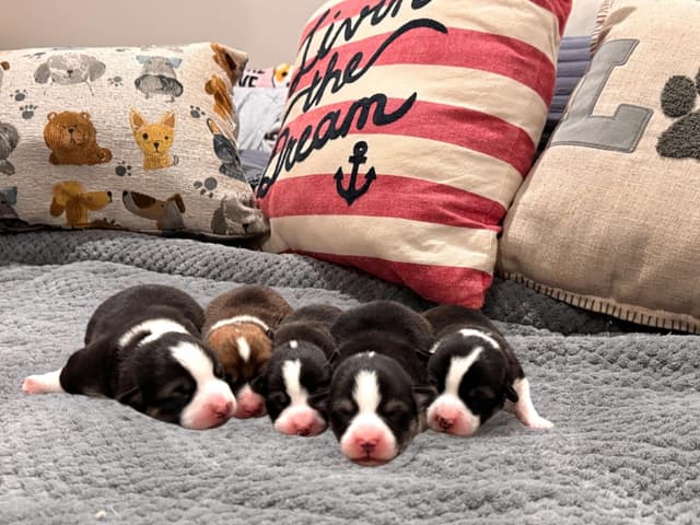 Pembroke Welsh Corgi Puppies media 8