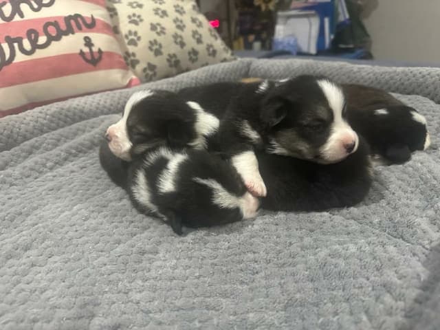 Pembroke Welsh Corgi Puppies media 9