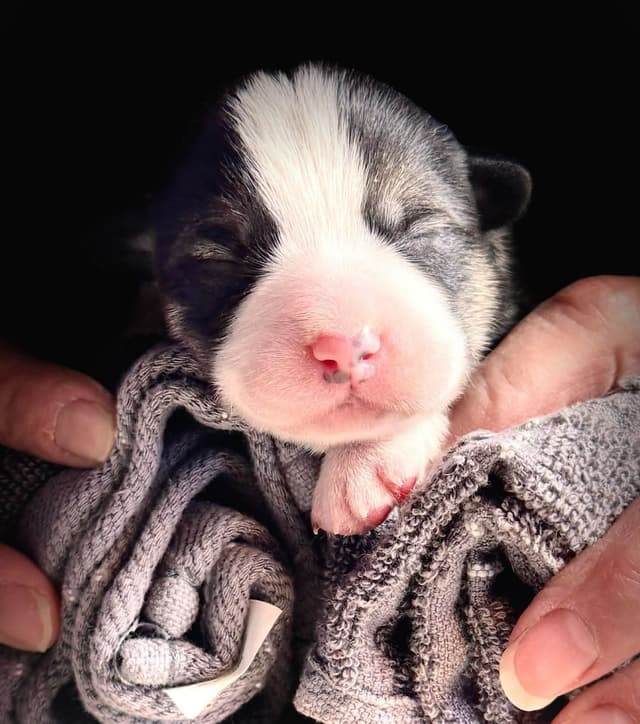 Pembroke Welsh Corgi Puppies media 12