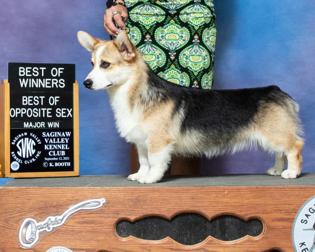 Pembroke Welsh Corgi Puppies media 15