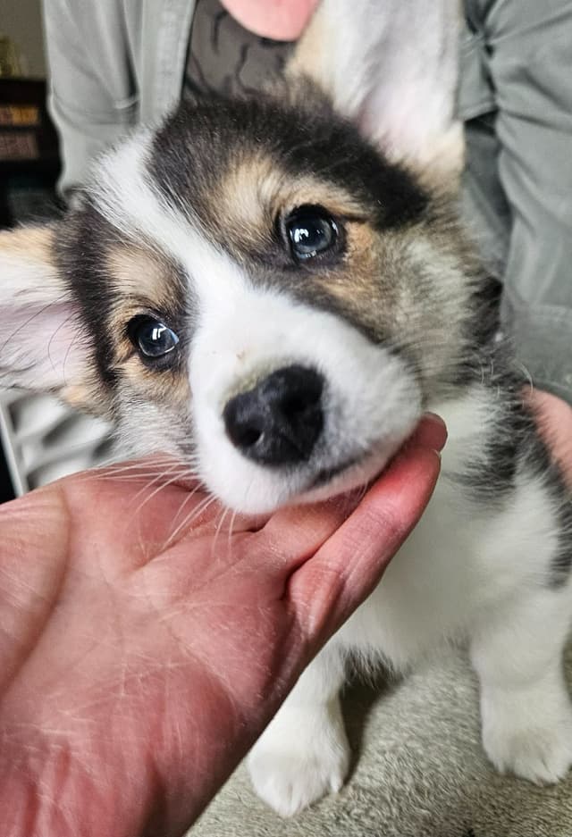 Pembroke Welsh Corgi Puppies media 5