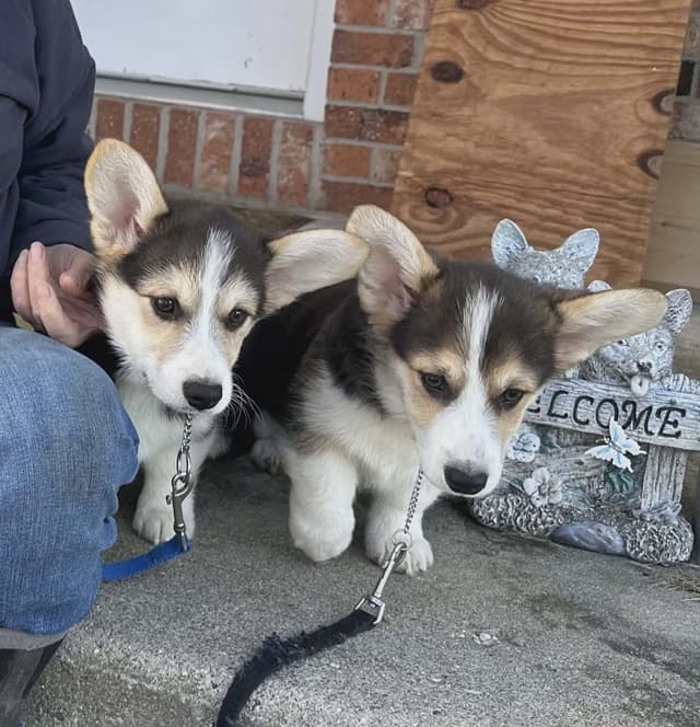Pembroke Welsh Corgi Puppies media 3