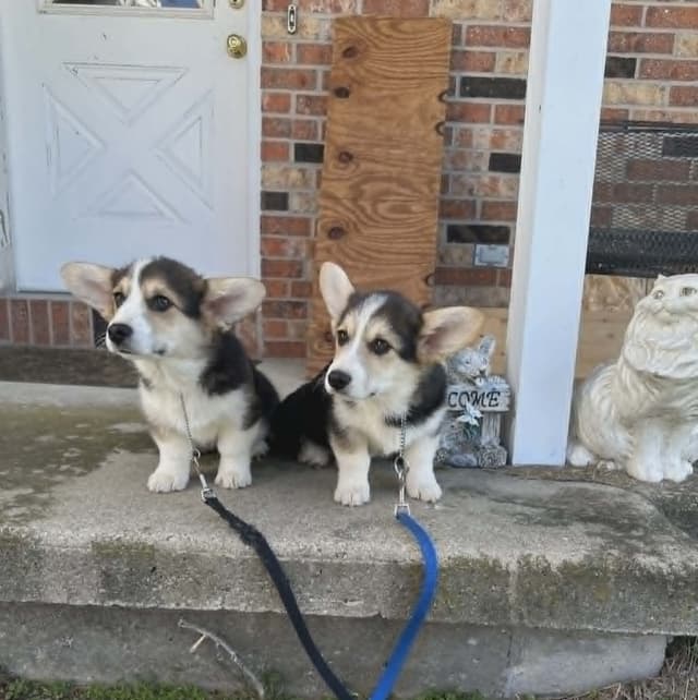 Pembroke Welsh Corgi Puppies media 2