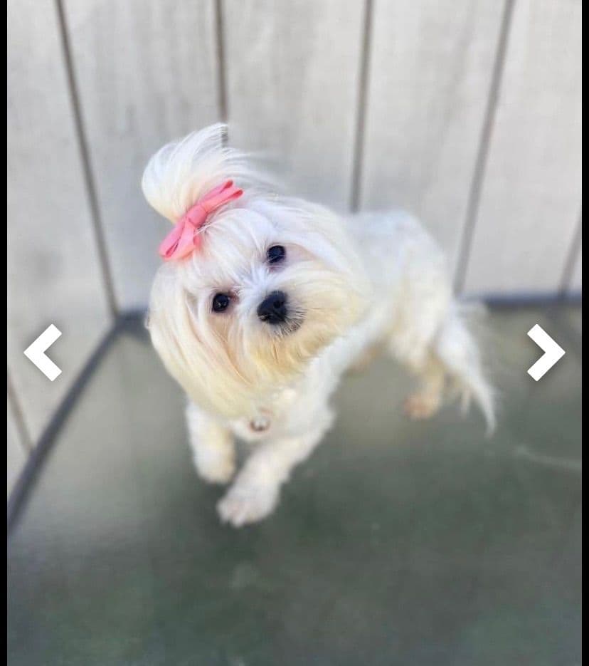 Miniature Schnauzer Puppies breeder image 1
