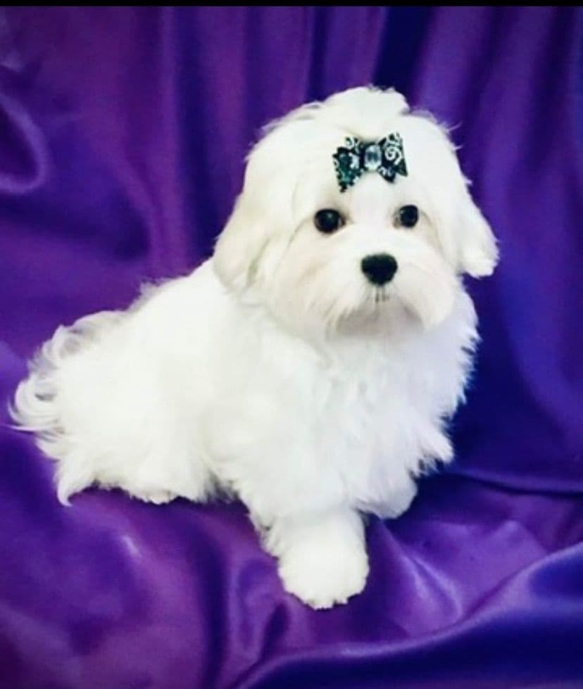Miniature Schnauzer Puppies breeder image 2