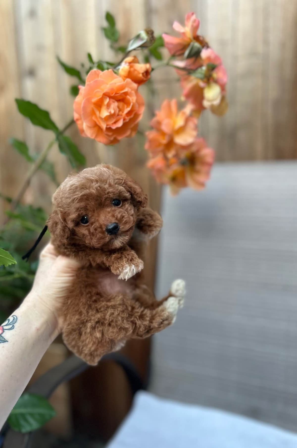Miniature Schnauzer Puppies breeder image 4