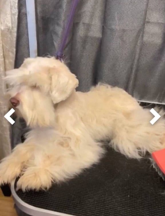 Miniature Schnauzer Puppies breeder image 6