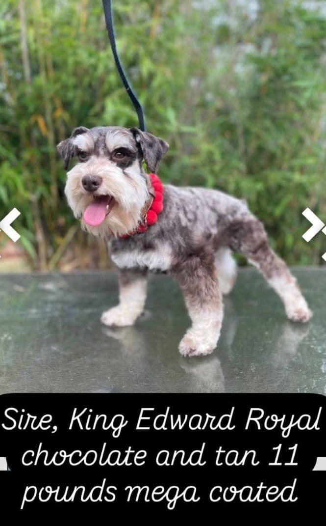 Miniature Schnauzer Puppies breeder image 7