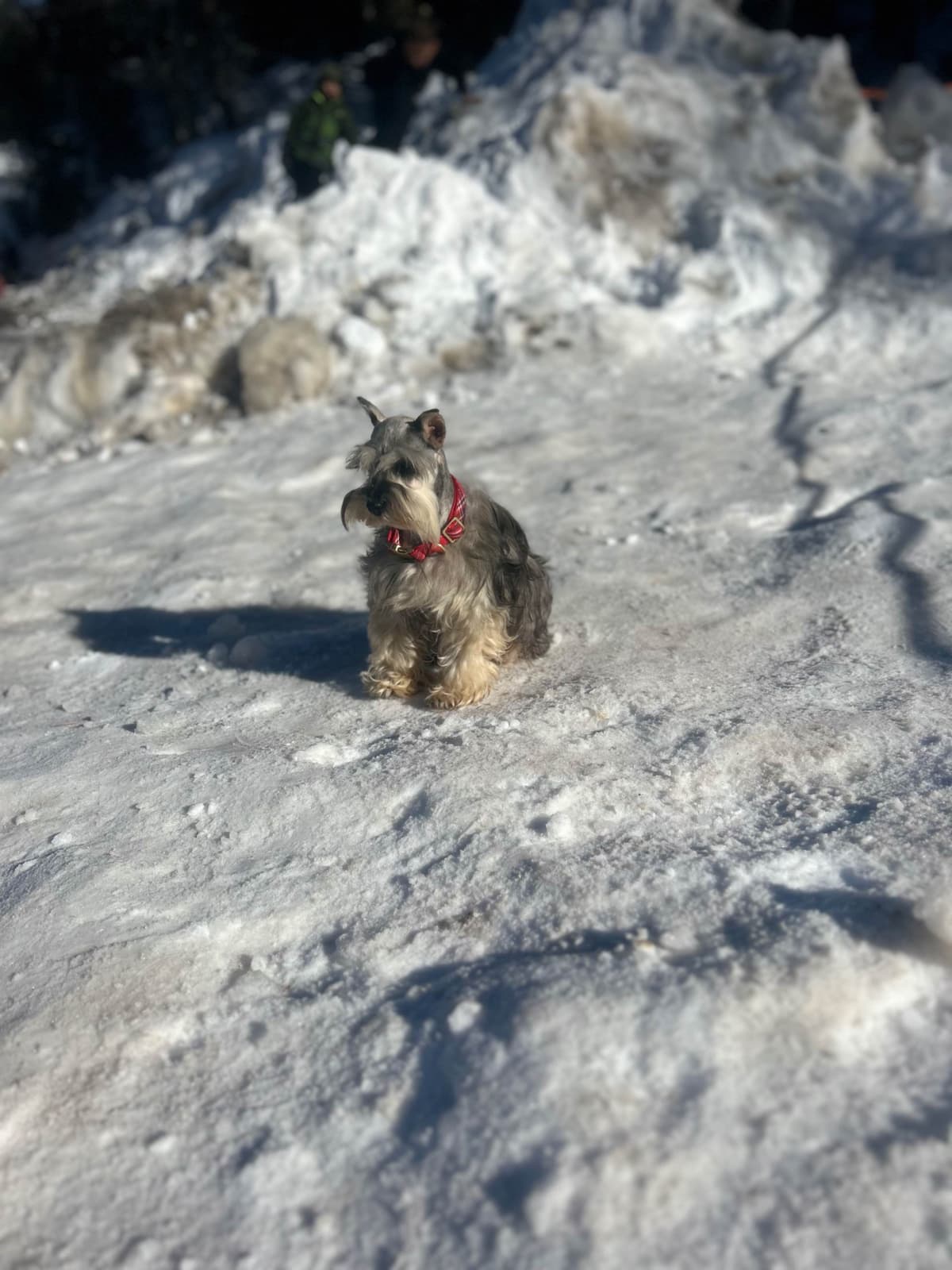 Miniature Schnauzer Puppies breeder image 8
