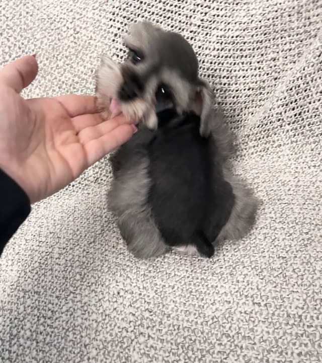 Miniature Schnauzer Puppies media 2