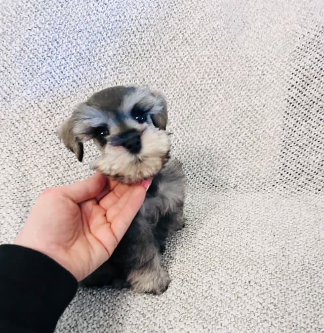 Miniature Schnauzer Puppies media 3