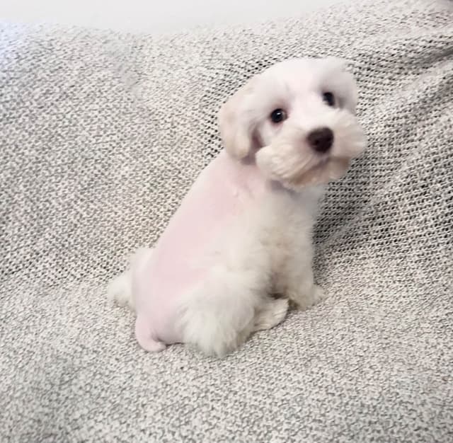 Miniature Schnauzer Puppies media 4