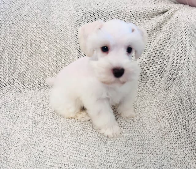 Miniature Schnauzer Puppies media 6
