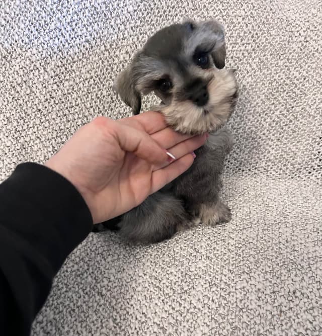 Miniature Schnauzer Puppies media 7