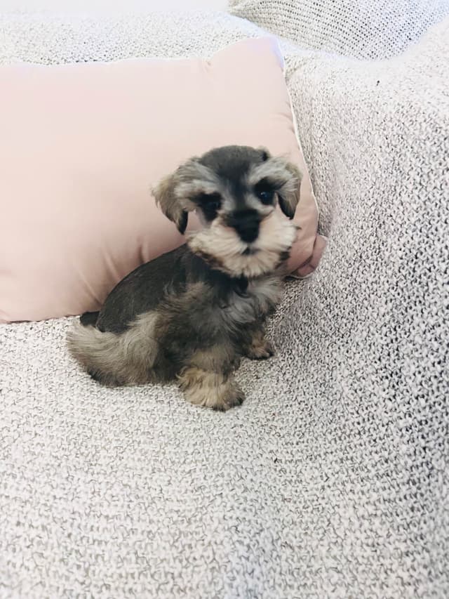 Miniature Schnauzer Puppies media 9