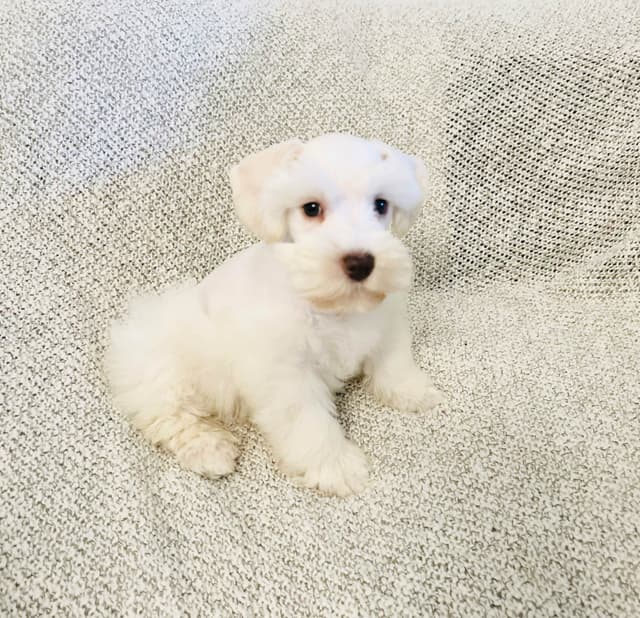 Miniature Schnauzer Puppies media 8