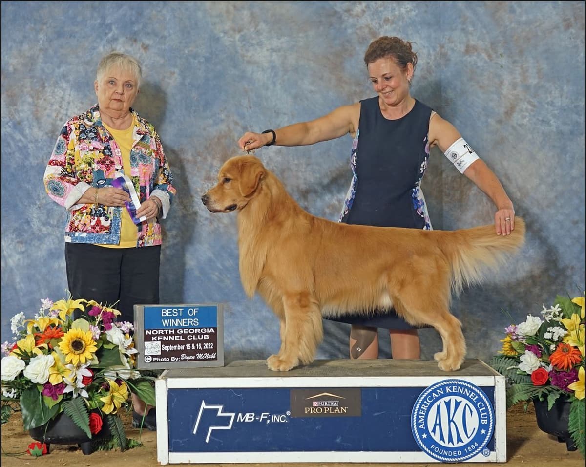 AKC Champion sired Havanese Puppies breeder image 1