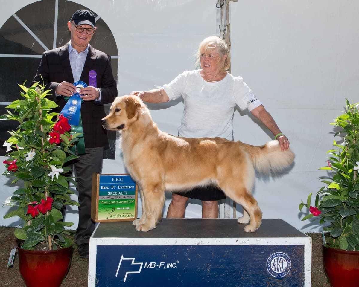 AKC Champion sired Havanese Puppies breeder image 3