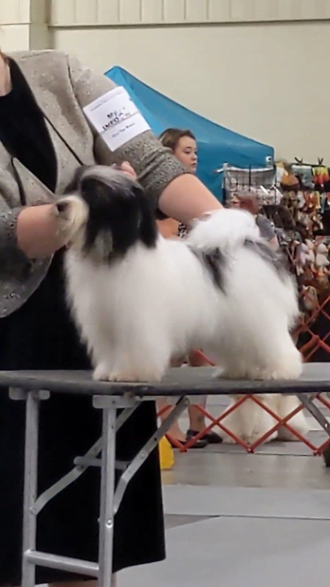 AKC Champion sired Havanese Puppies breeder image 4