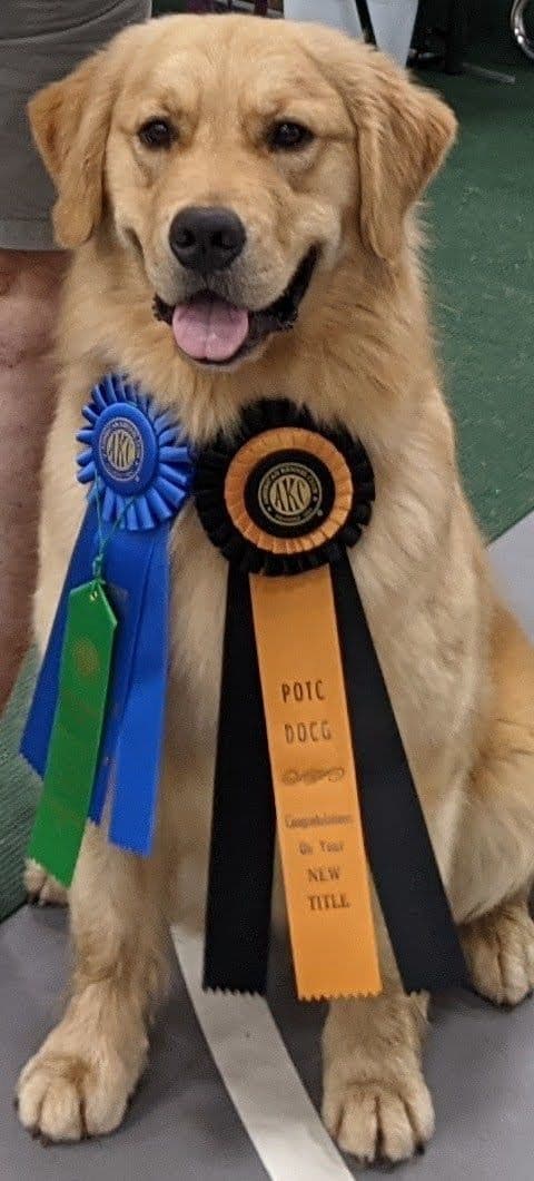 AKC Champion sired Havanese Puppies breeder image 6