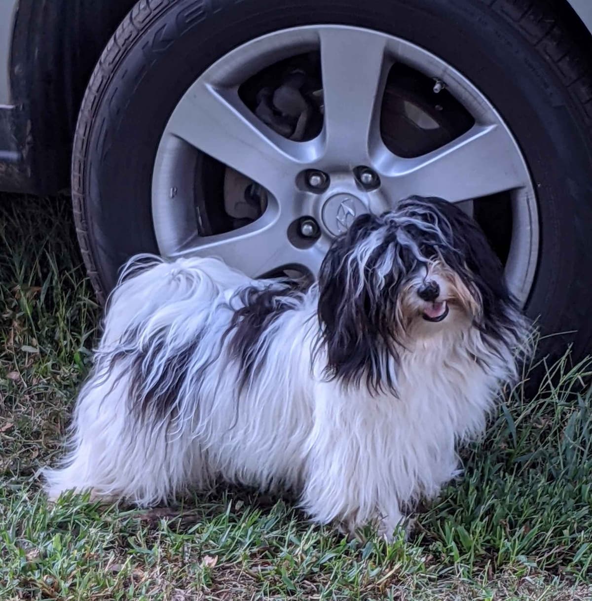 AKC Champion sired Havanese Puppies breeder image 7