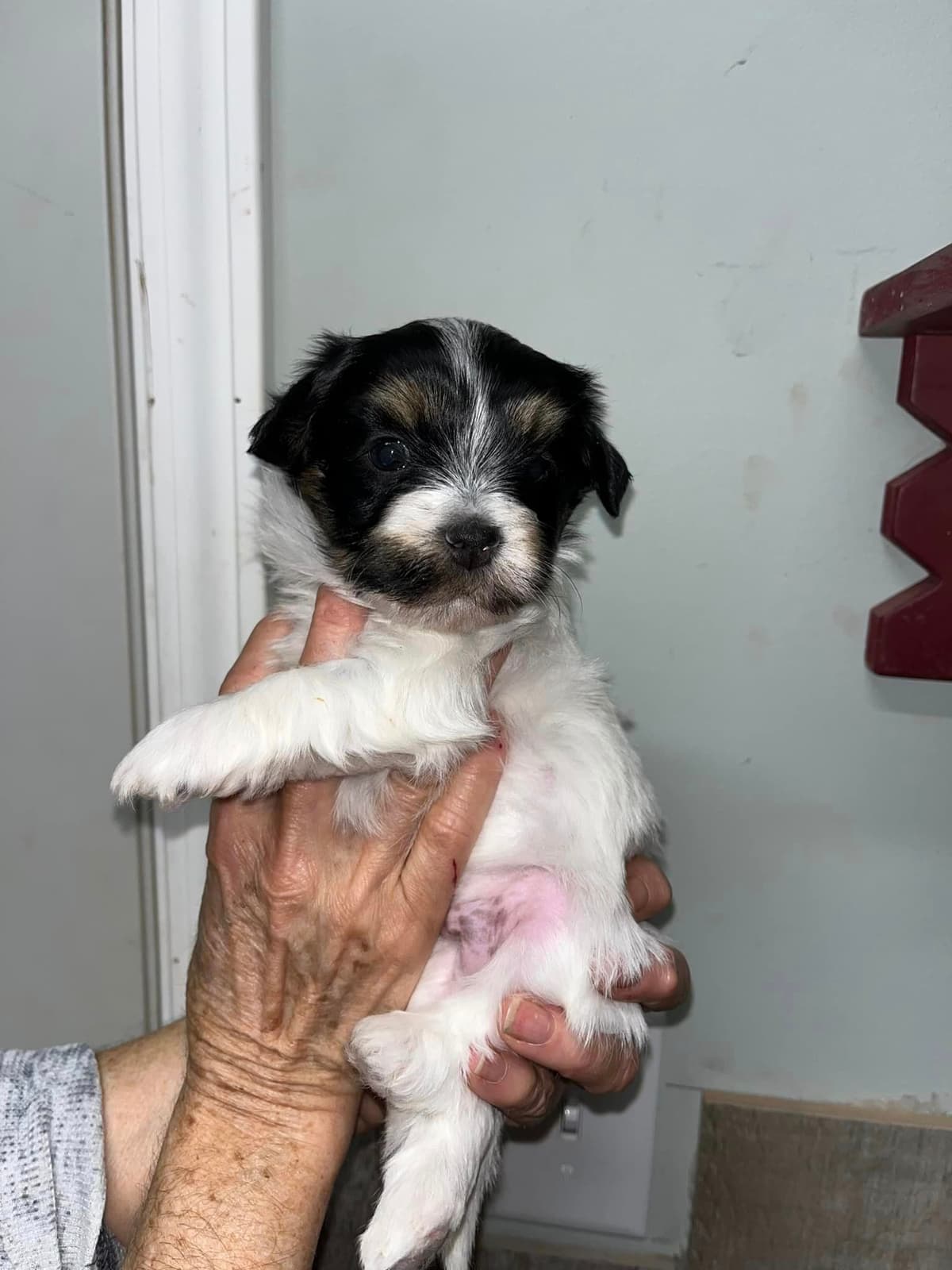 AKC Champion sired Havanese Puppies breeder image 8