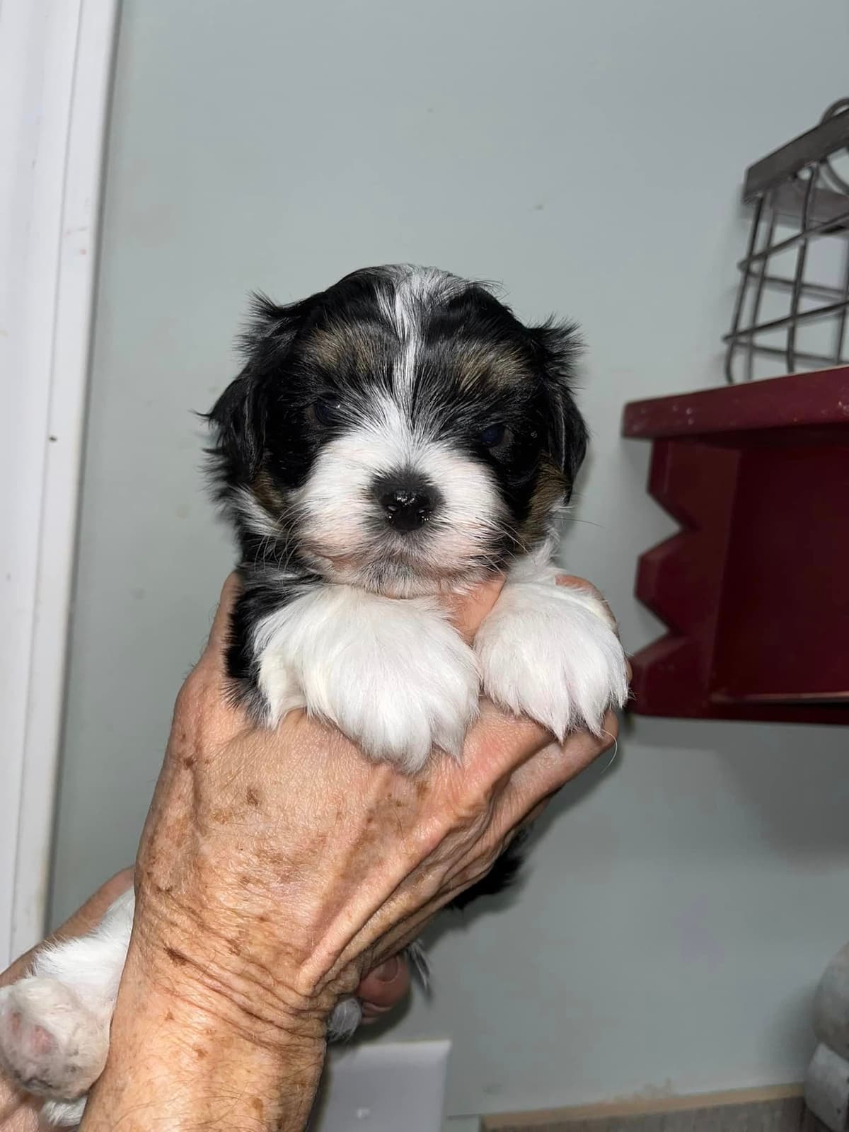 AKC Champion sired Havanese Puppies breeder image 11