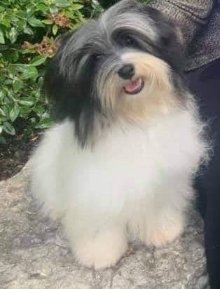 AKC Champion sired Havanese Puppies breeder image 9