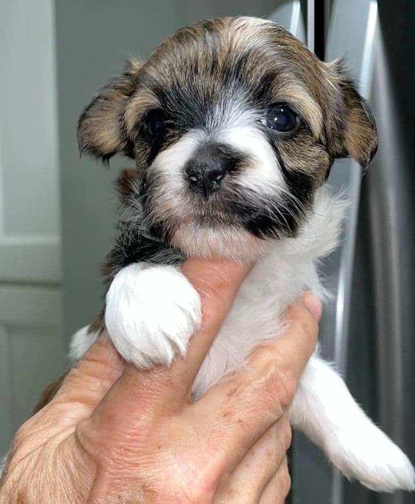 AKC Champion sired Havanese Puppies breeder image 10