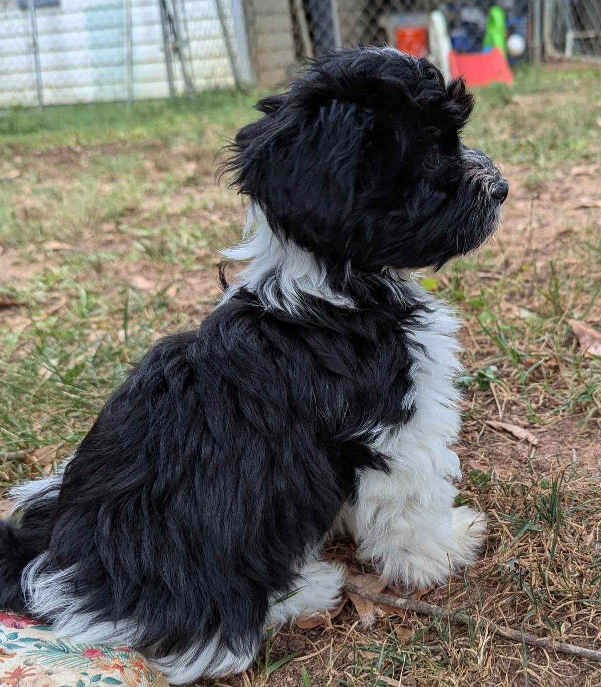 AKC Champion sired Havanese Puppies breeder image 13