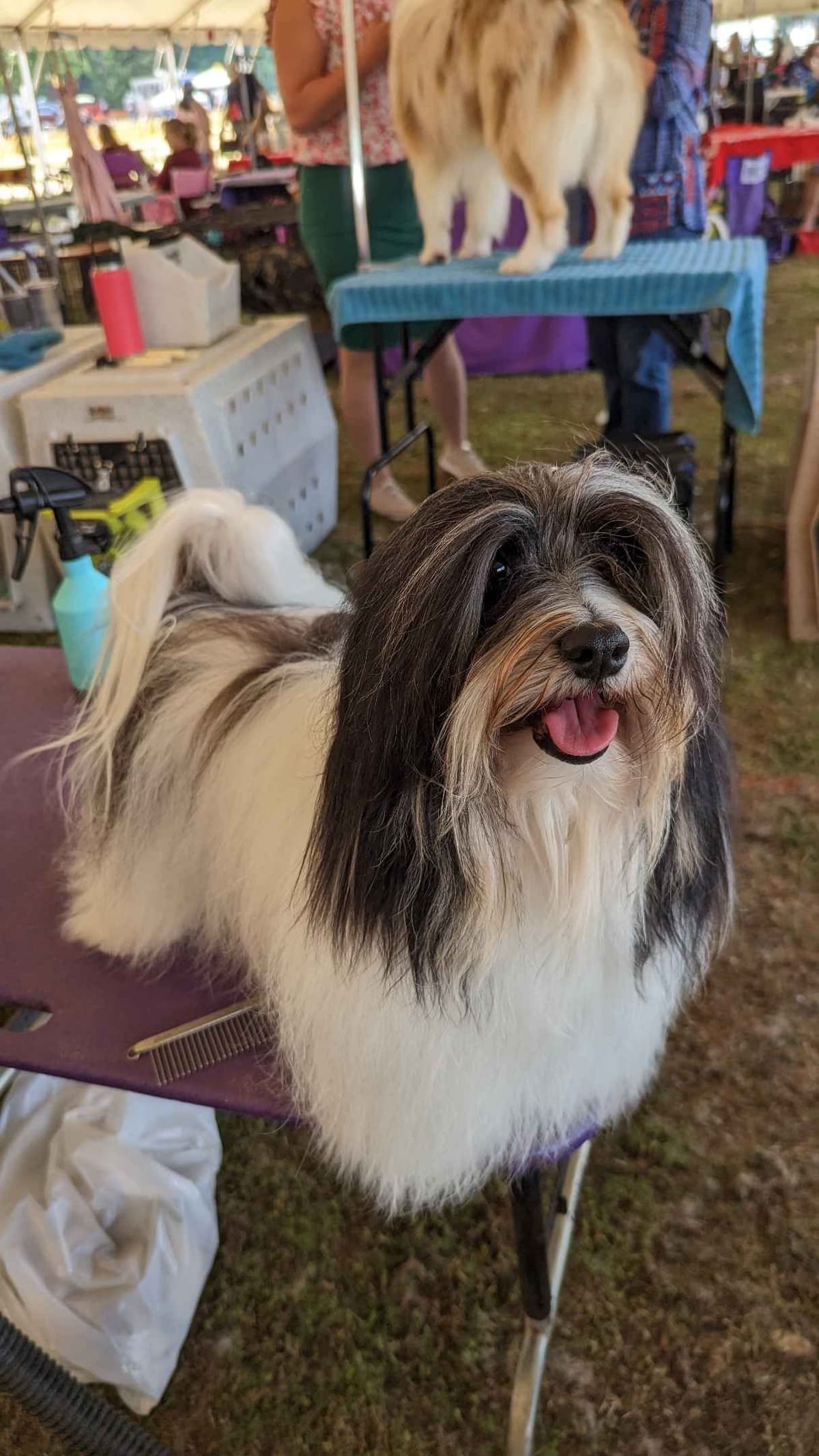 AKC Champion sired Havanese Puppies breeder image 16