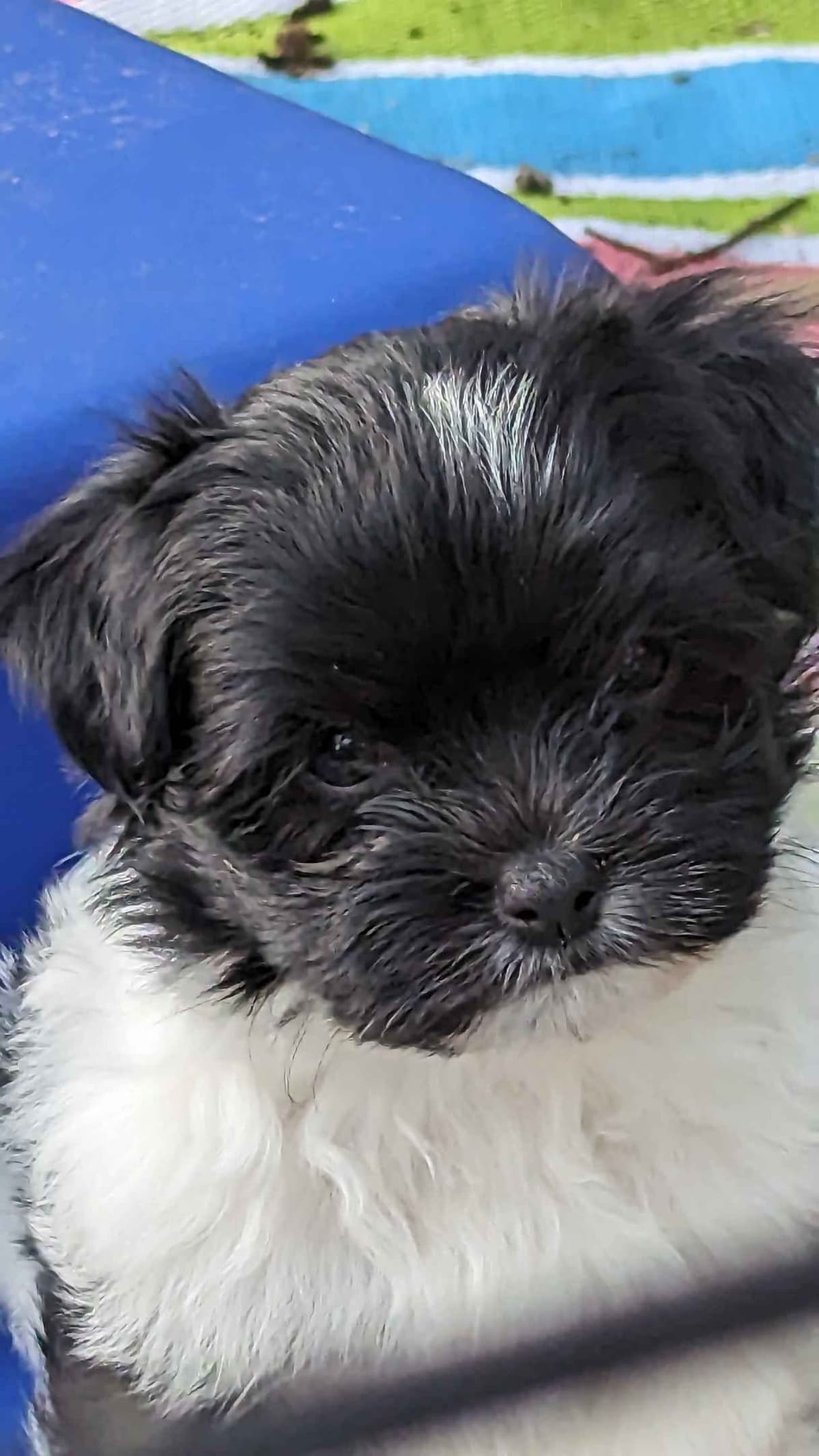 AKC Champion sired Havanese Puppies breeder image 17