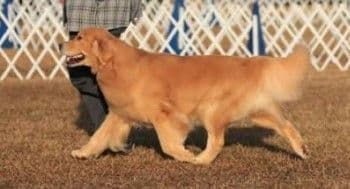 AKC Champion sired Havanese Puppies breeder image 18