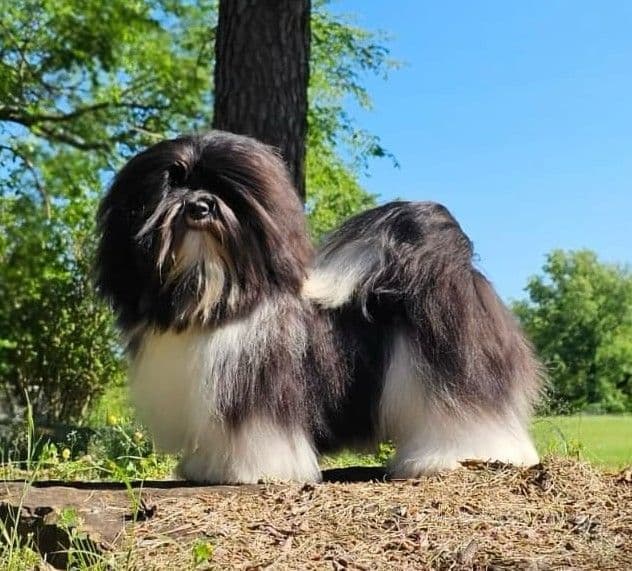 AKC Champion sired Havanese Puppies breeder image 19