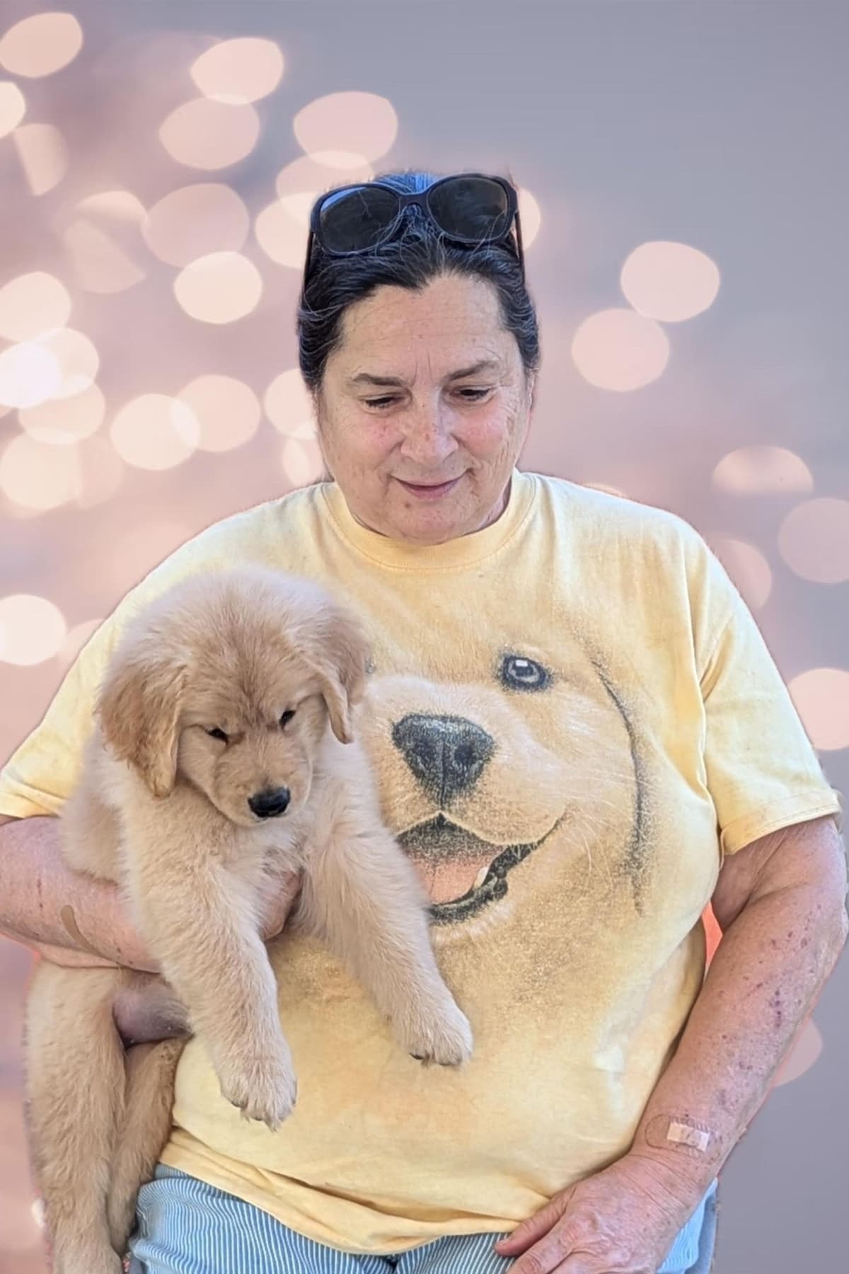 AKC Champion sired Havanese Puppies breeder image 20