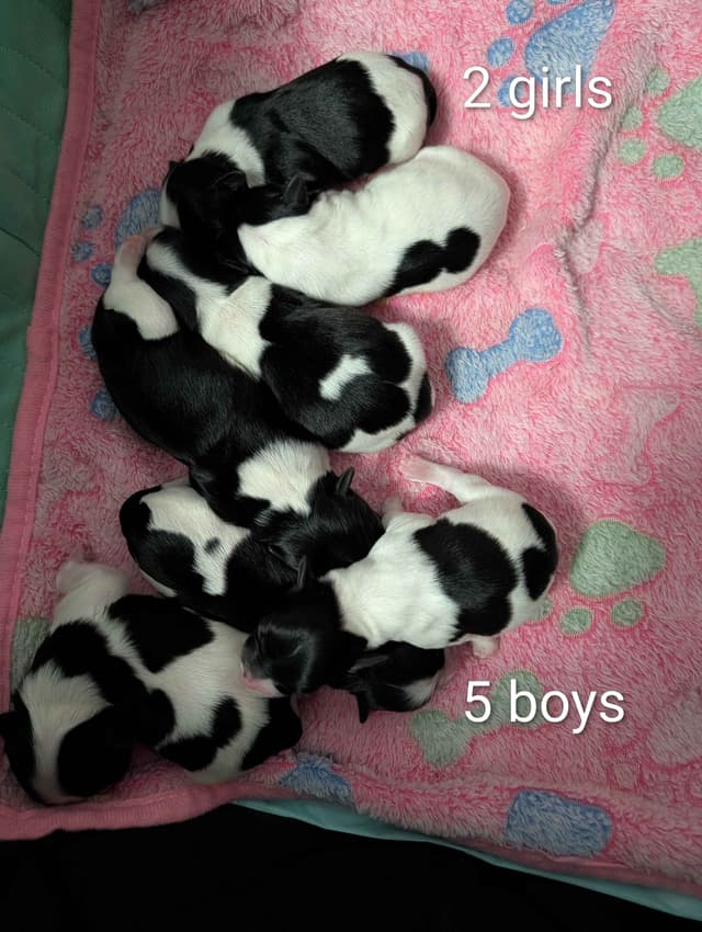 AKC Champion sired Havanese Puppies media 5