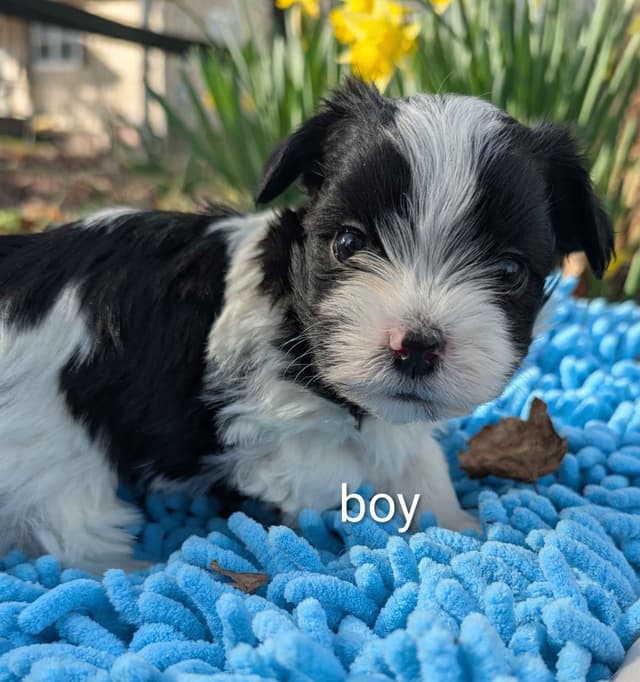 AKC Champion sired Havanese Puppies media 6