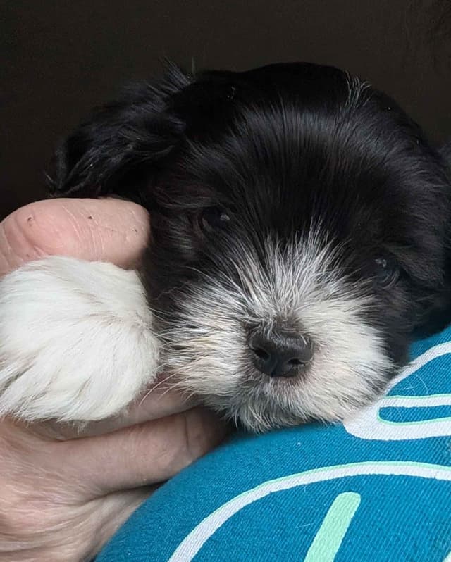 AKC Champion sired Havanese Puppies media 7