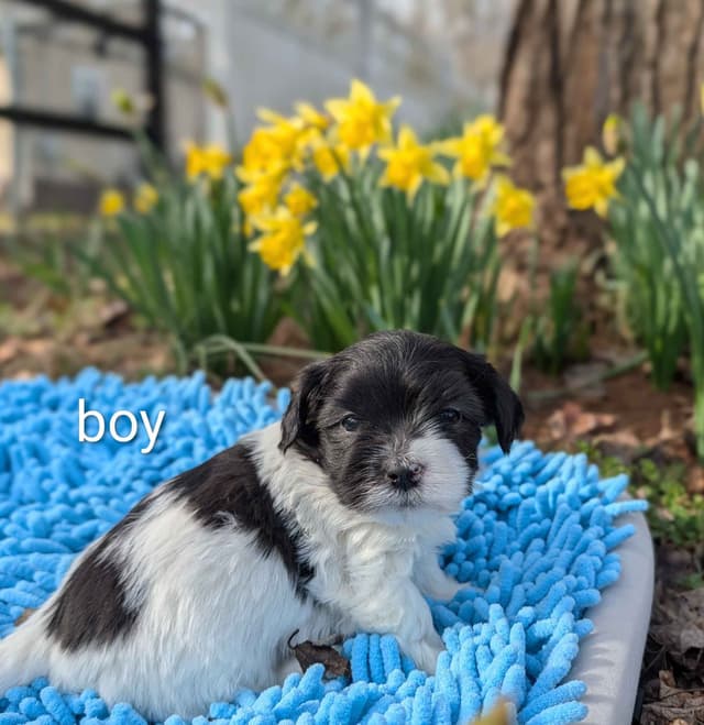 AKC Champion sired Havanese Puppies media 8