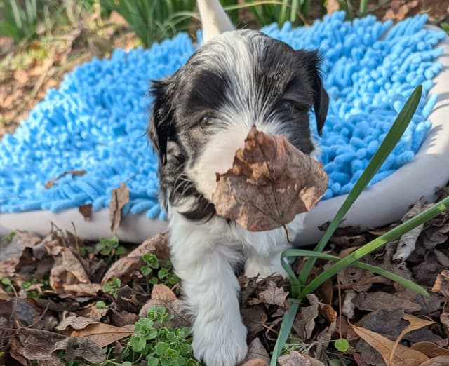 AKC Champion sired Havanese Puppies media 9