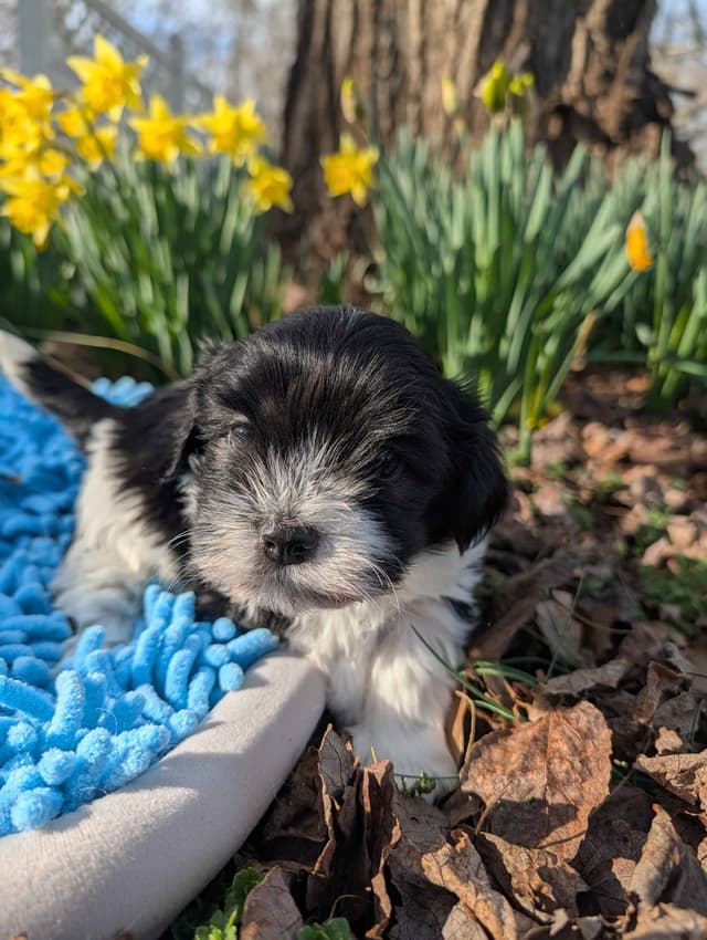 AKC Champion sired Havanese Puppies media 10