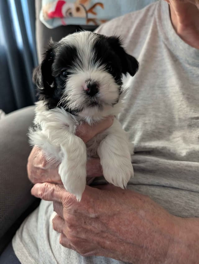 AKC Champion sired Havanese Puppies media 11
