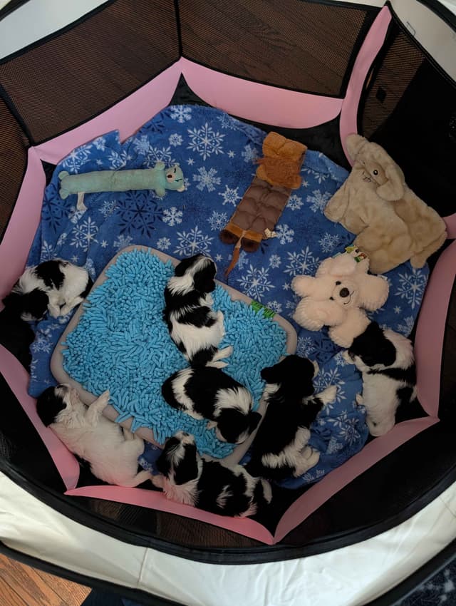 AKC Champion sired Havanese Puppies media 12